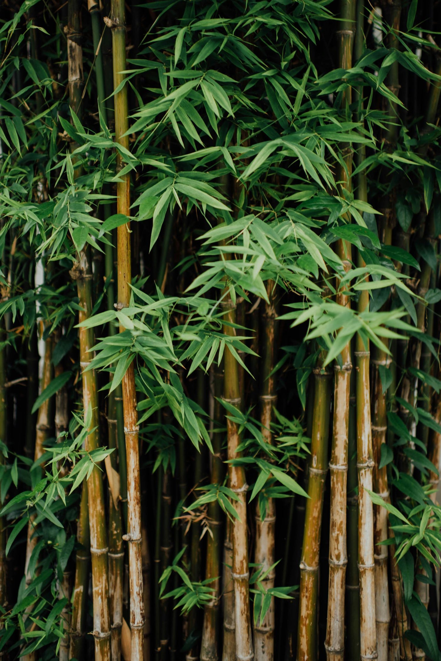 Giant Bamboo