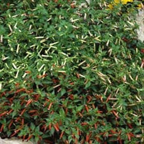 Cigar Plant Mix Colorful Bloom Flower Seeds