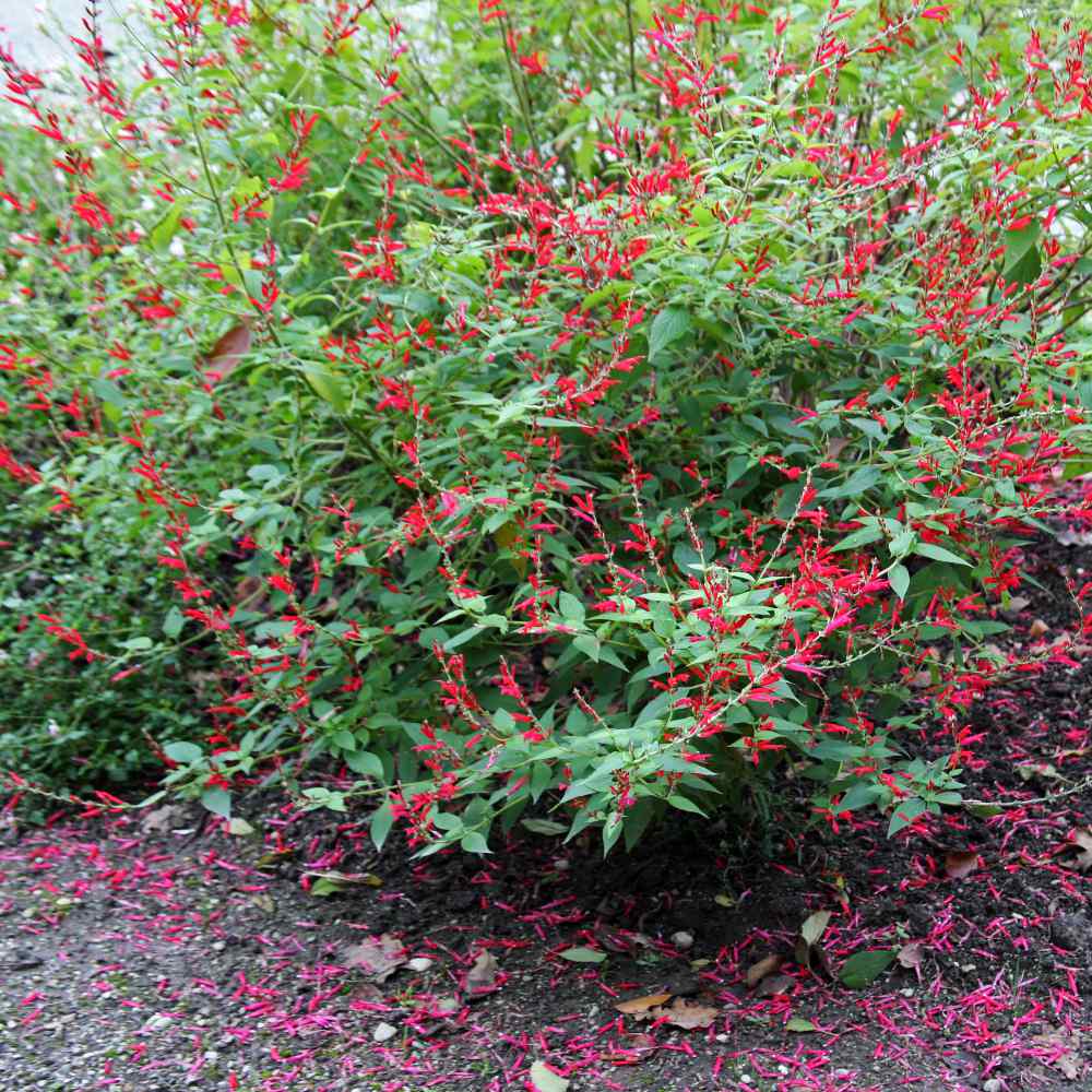 Cigar Plant Scarlet Bright Red Flower Seeds