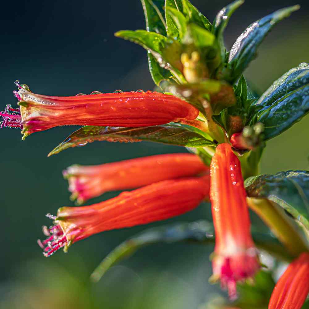 Cigar Plant Scarlet Bright Red Flower Seeds