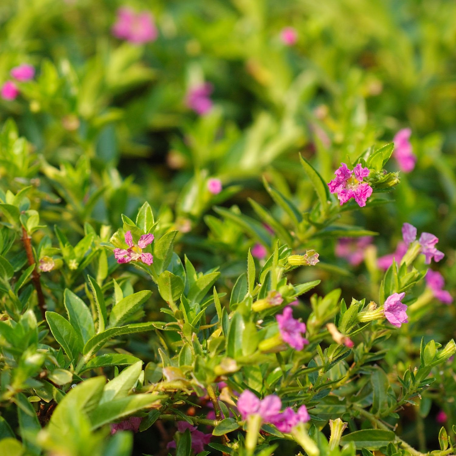 Cigar Plant Rose Soft Pink Flower Seeds