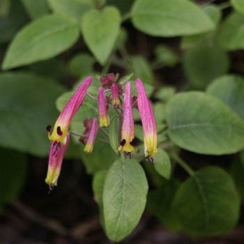 Cigar Plant Rose Soft Pink Flower Seeds