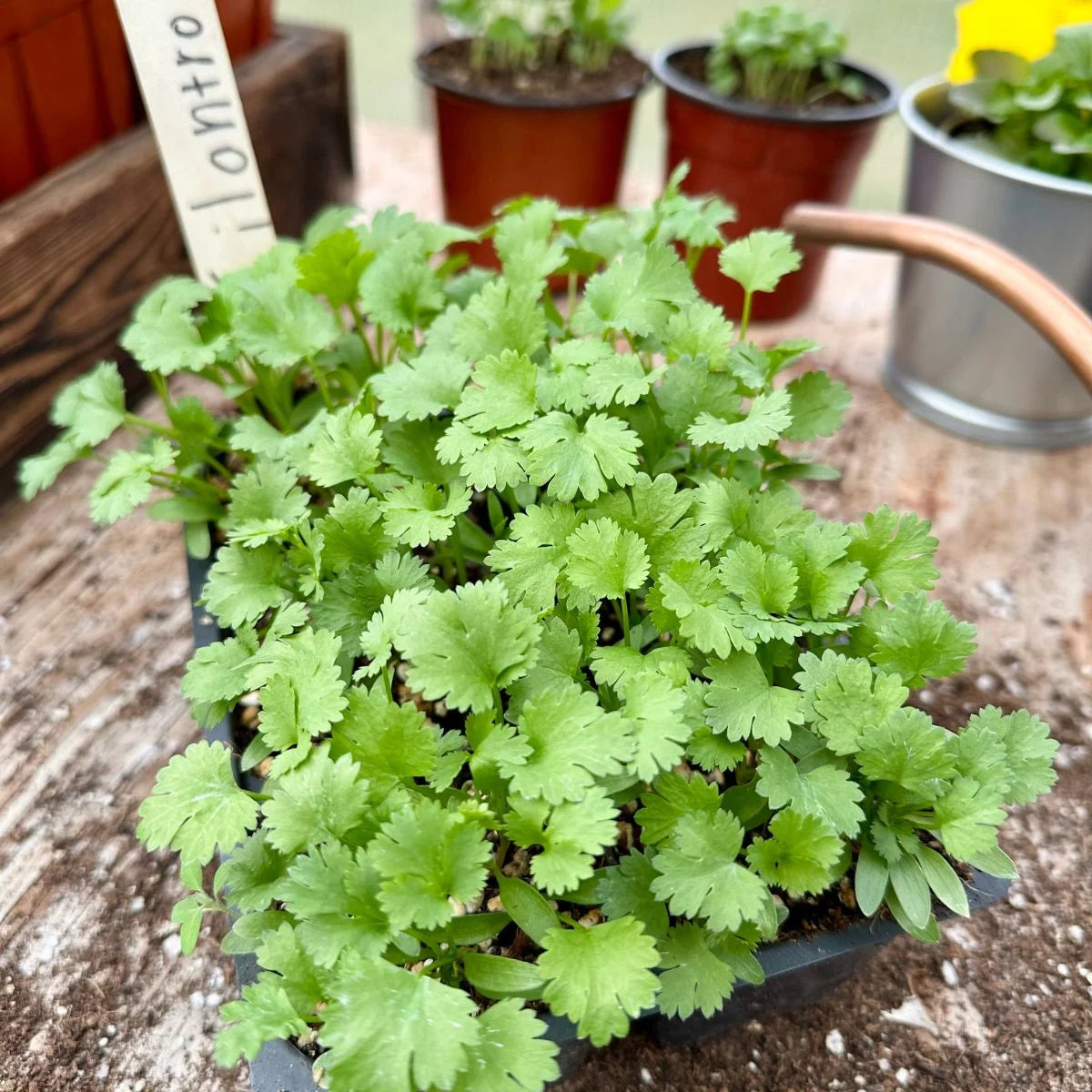 Cilantro plant grown from seeds in balcony pot