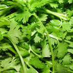 Cilantro Santo seeds for kitchen garden and home planting
