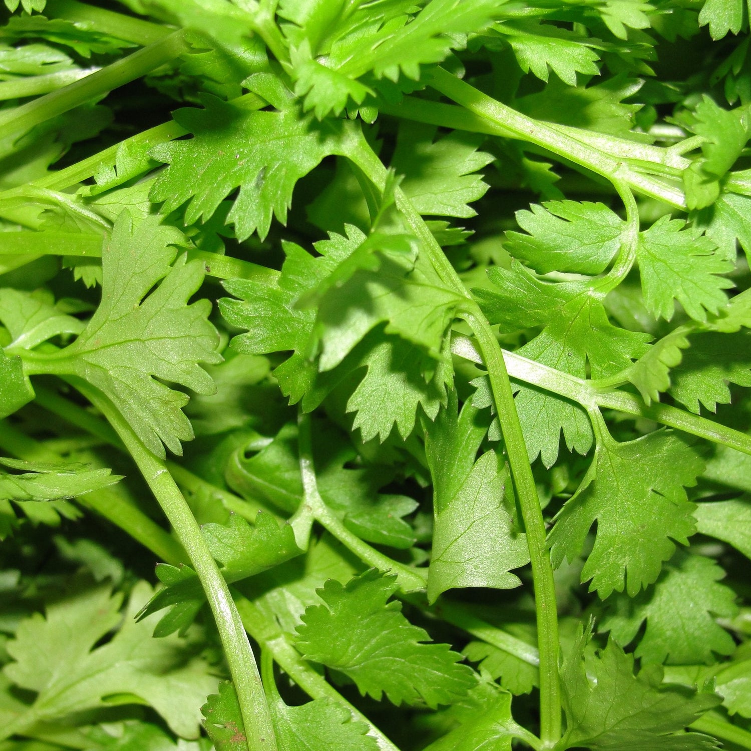 Cilantro Santo seeds for kitchen garden and home planting
