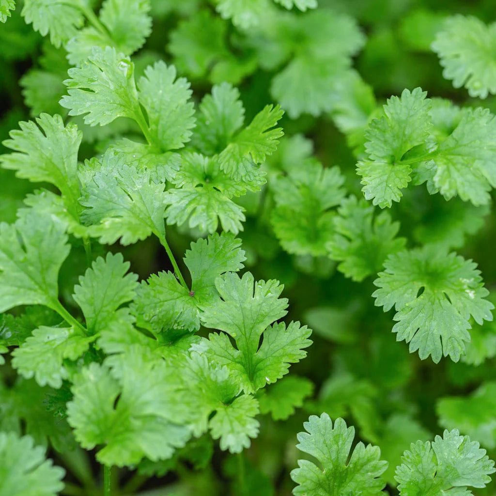 Coriandrum sativum seeds for growing fresh cilantro in home garden