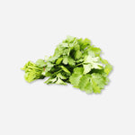 Cilantro seeds for home gardening and fresh leaf harvest