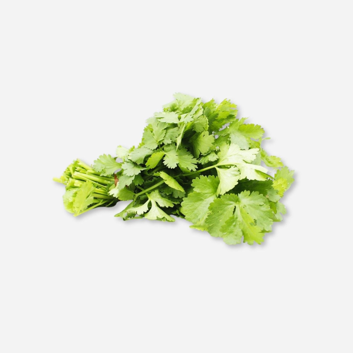 Cilantro seeds for home gardening and fresh leaf harvest