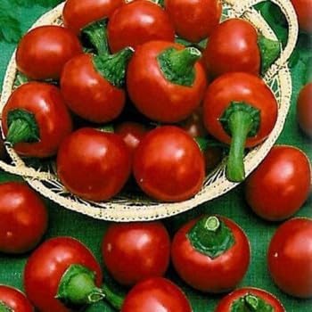 Ciliegia Picante Vegetable Seeds for Planting - 100 Pcs pcs - Dharaseeds