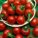 Ciliegia Picante Vegetable Seeds for Planting - 100 Pcs pcs - Dharaseeds