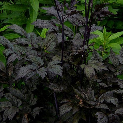 Cimicifuga Ramosa Shade-Loving Perennial Plant Seeds