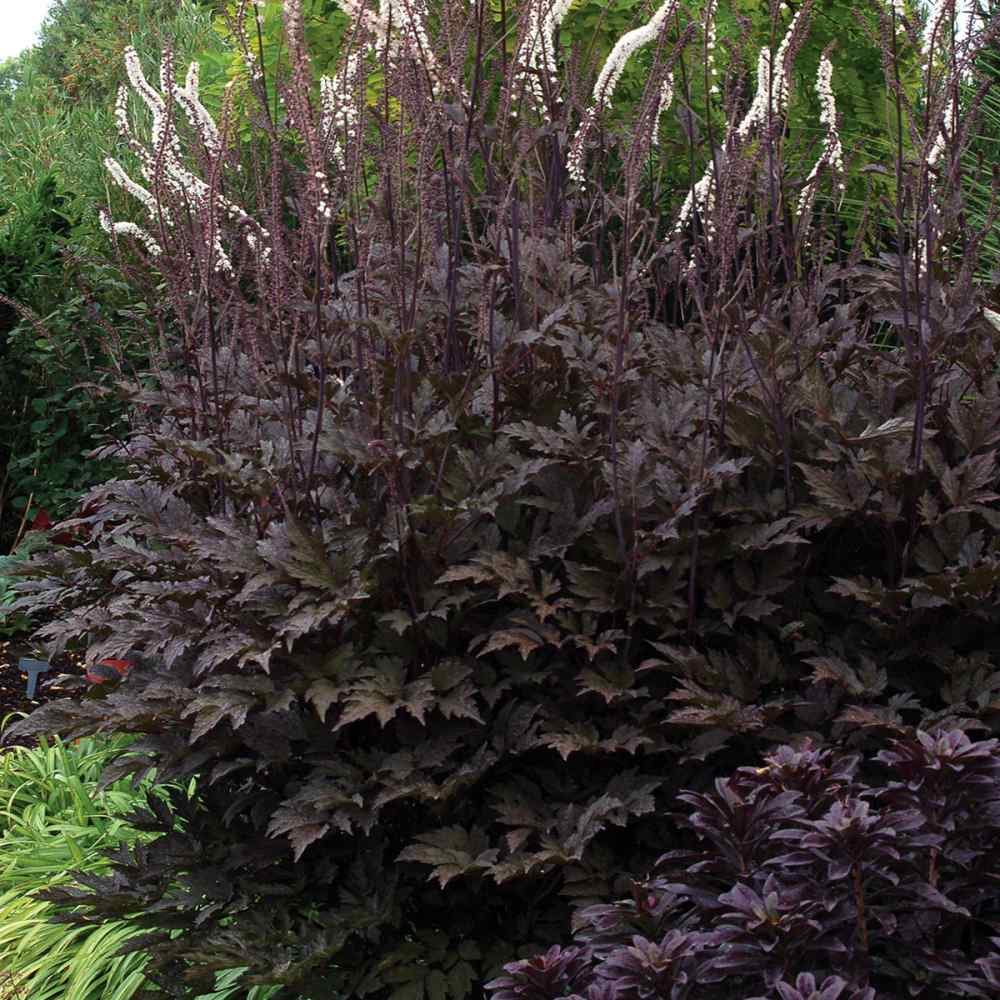 Cimicifuga Ramosa Shade-Loving Perennial Plant Seeds