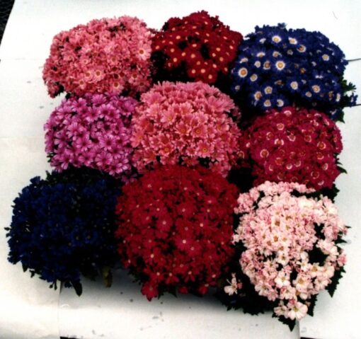 Cineraria Angel Imported heirloom non-gmo garden seeds