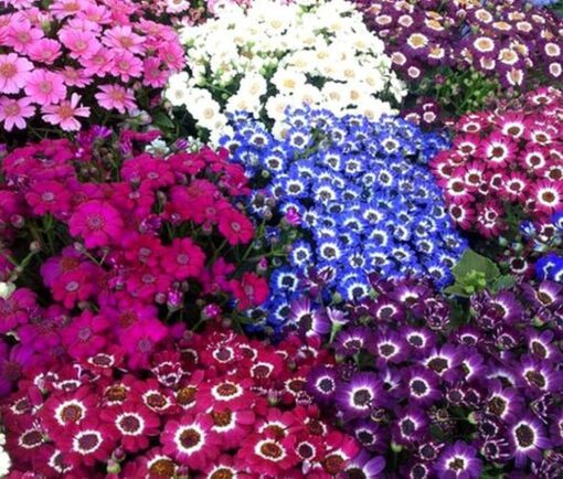 Cineraria Open Pollinated heirloom non-gmo organic garden seeds