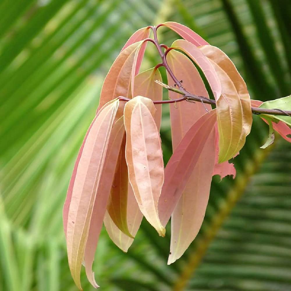 Cinnamomum tamala seeds for evergreen tree gardening