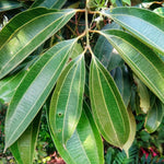 Cinnamomum tamala Indian bay leaf seeds for home garden planting