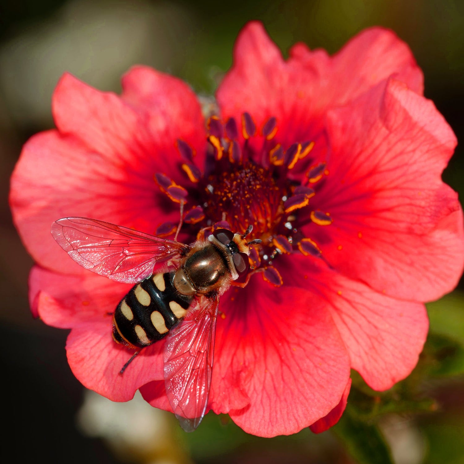 Cinquefoil Miss Willmott Soft Pink Flower Seeds