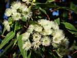 Eucalyptus citriodora aromatic seeds for lemon-scented planting