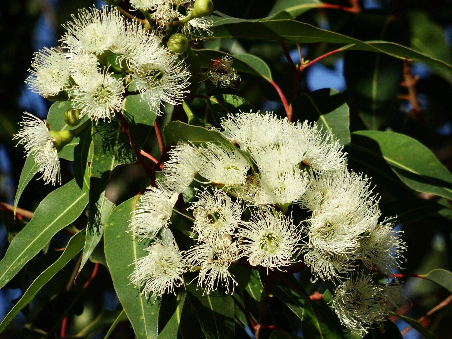 Eucalyptus citriodora aromatic seeds for lemon-scented planting
