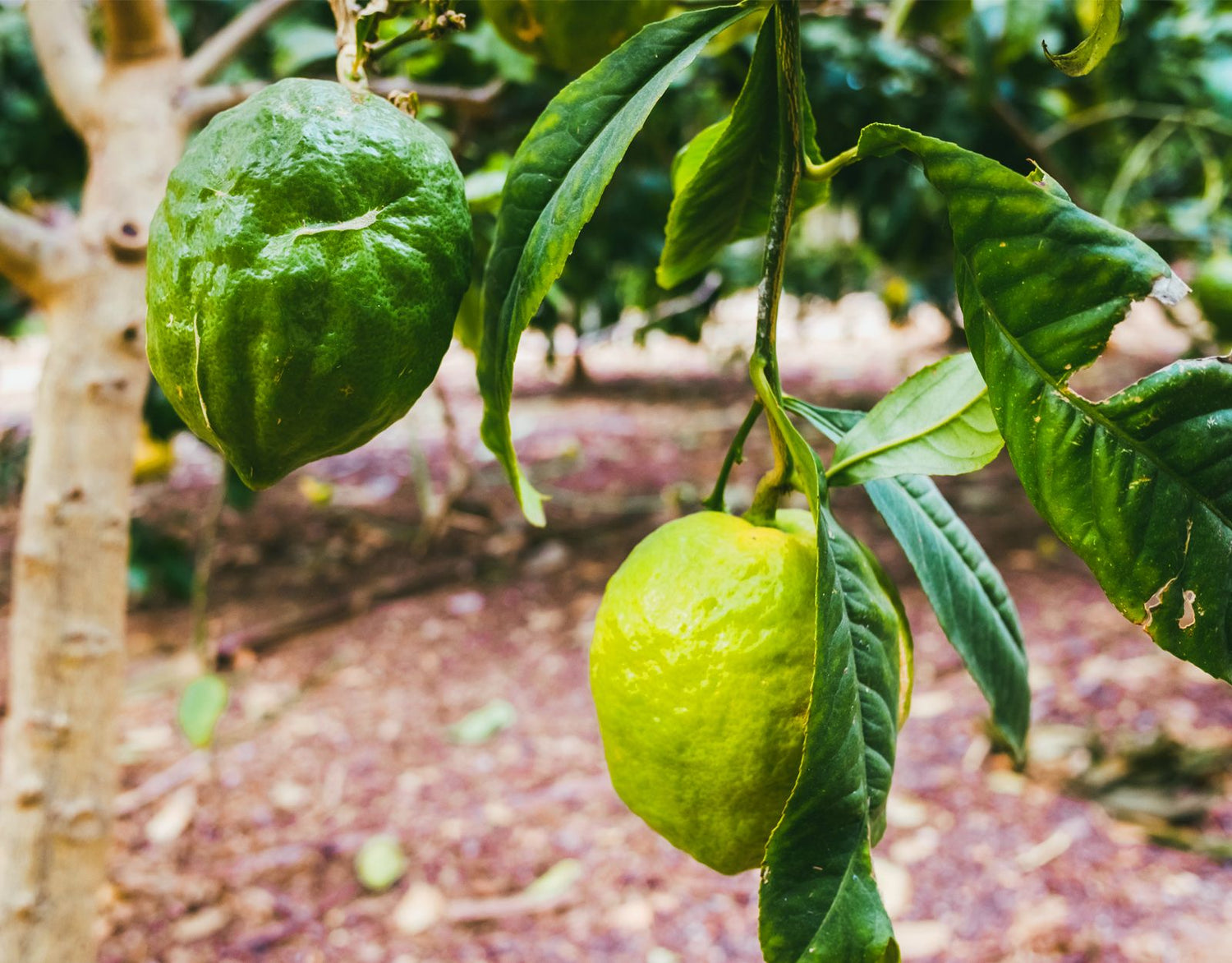 Etrog (Citrus medica)