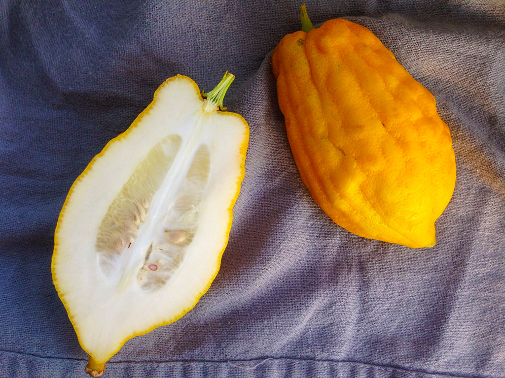 Etrog (Citrus medica)