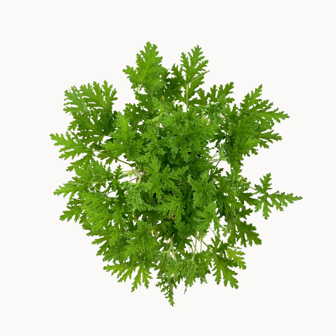 Citronella plant seeds for planting non gmo