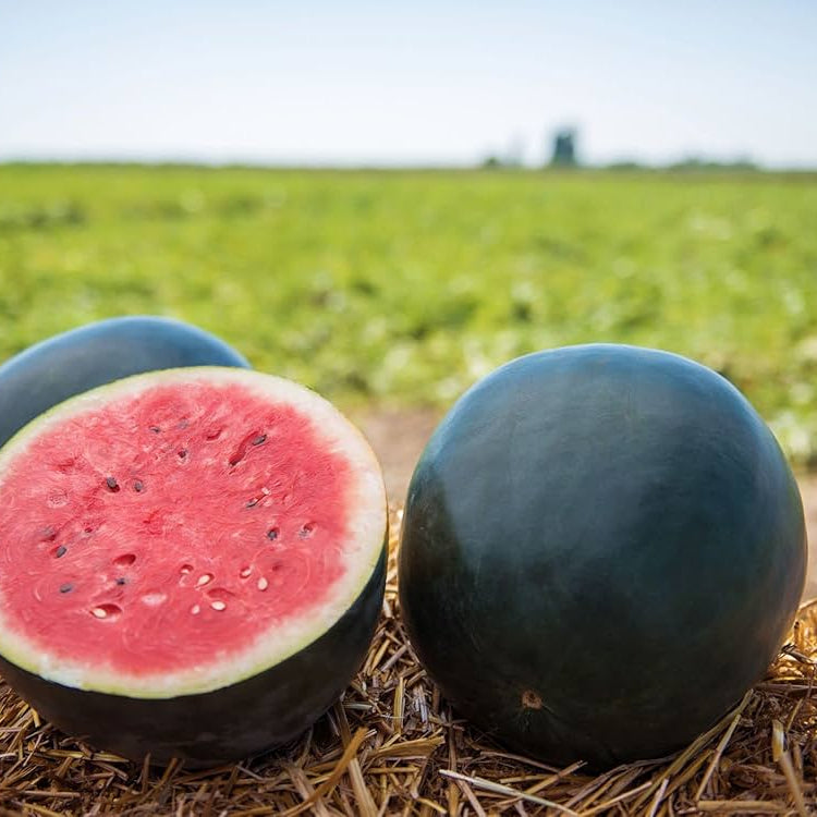 Citrullus Lanatus Black Diamond growing seeds warm-season crop