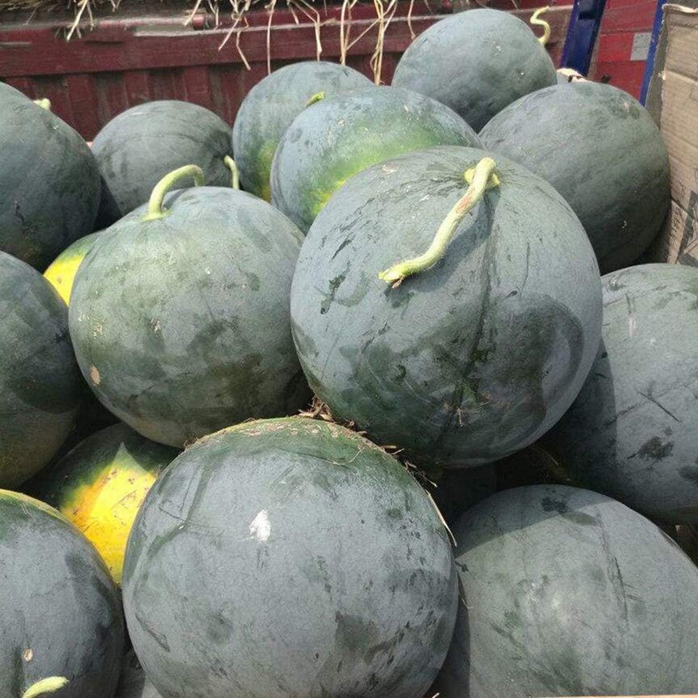 Citrullus lanatus Black Diamond watermelon seeds for raised beds
