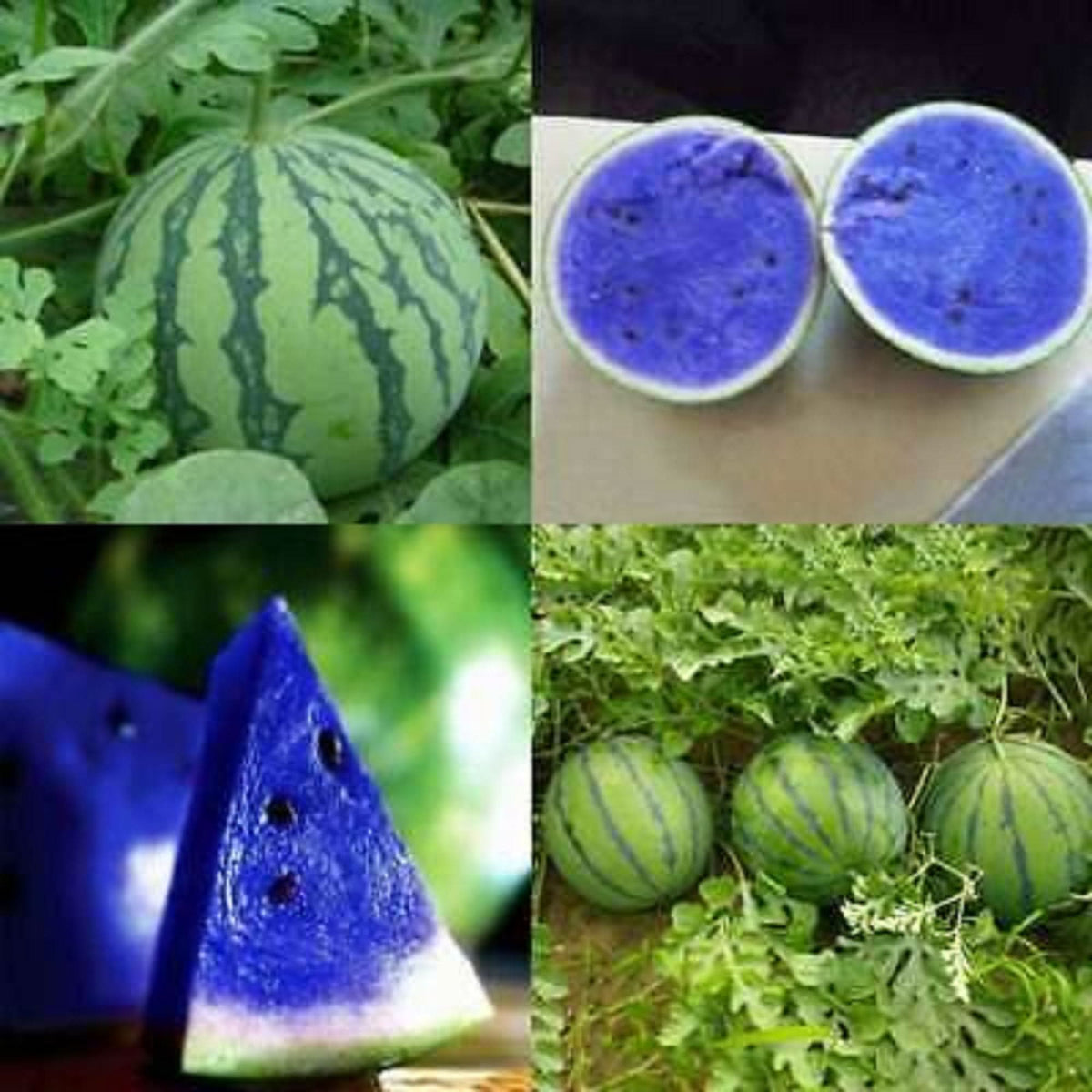 Citrullus Lanatus Blue Watermelon Seeds for Planting
