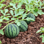 Citrullus lanatus Blue Watermelon seeds with high germination