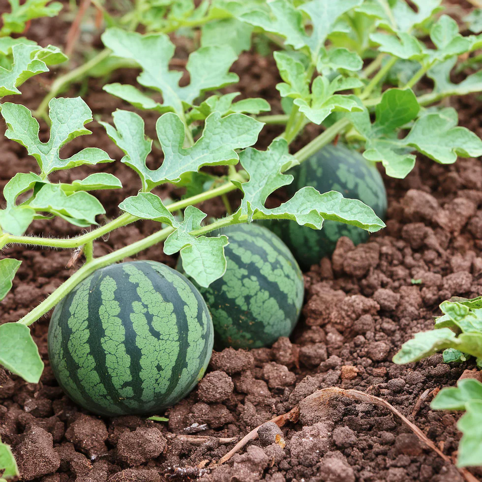Citrullus lanatus Blue Watermelon seeds with high germination