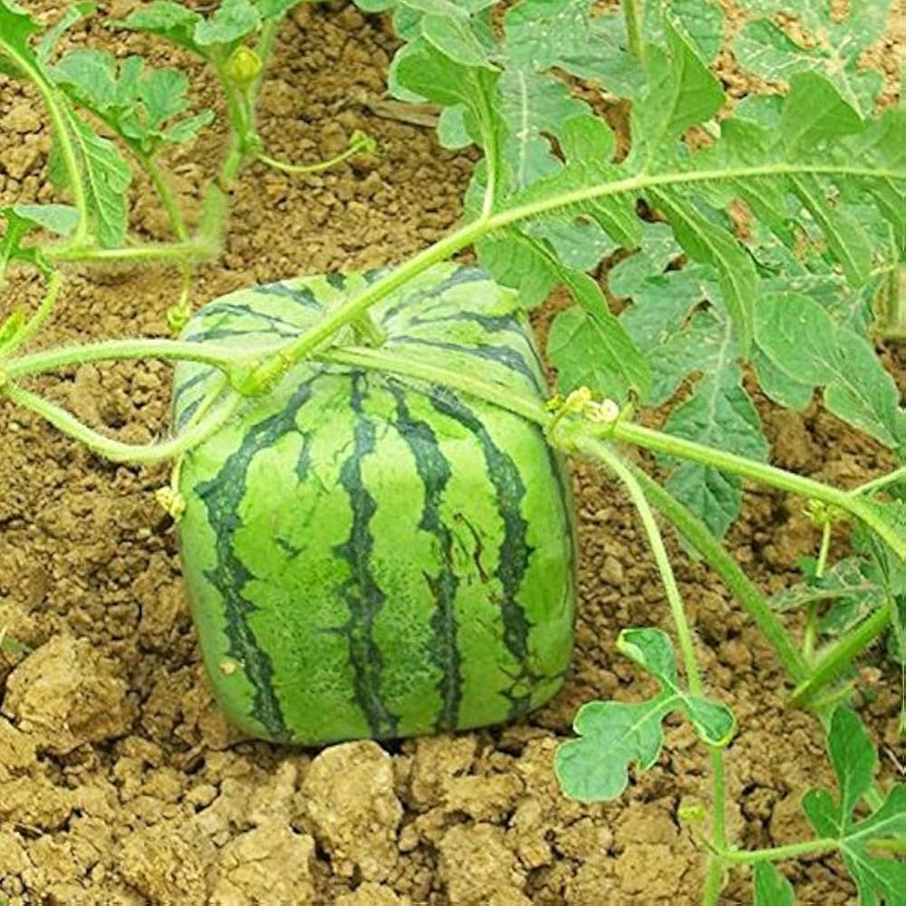 Chinese Watermelon Seeds for Planting Citrullus Lanatus