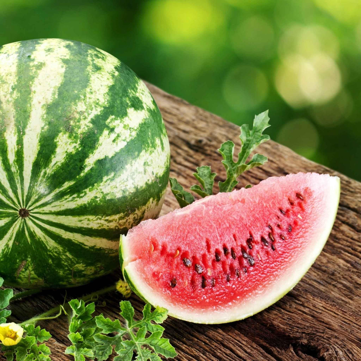 Citrullus Lanatus Dixie Queen growing seeds warm-season crop