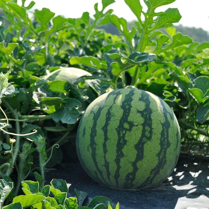 Citrullus Lanatus Florida Giant growing seeds warm climate