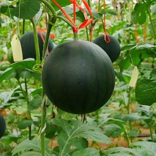 Citrullus lanatus Little Red watermelon variety grown at home