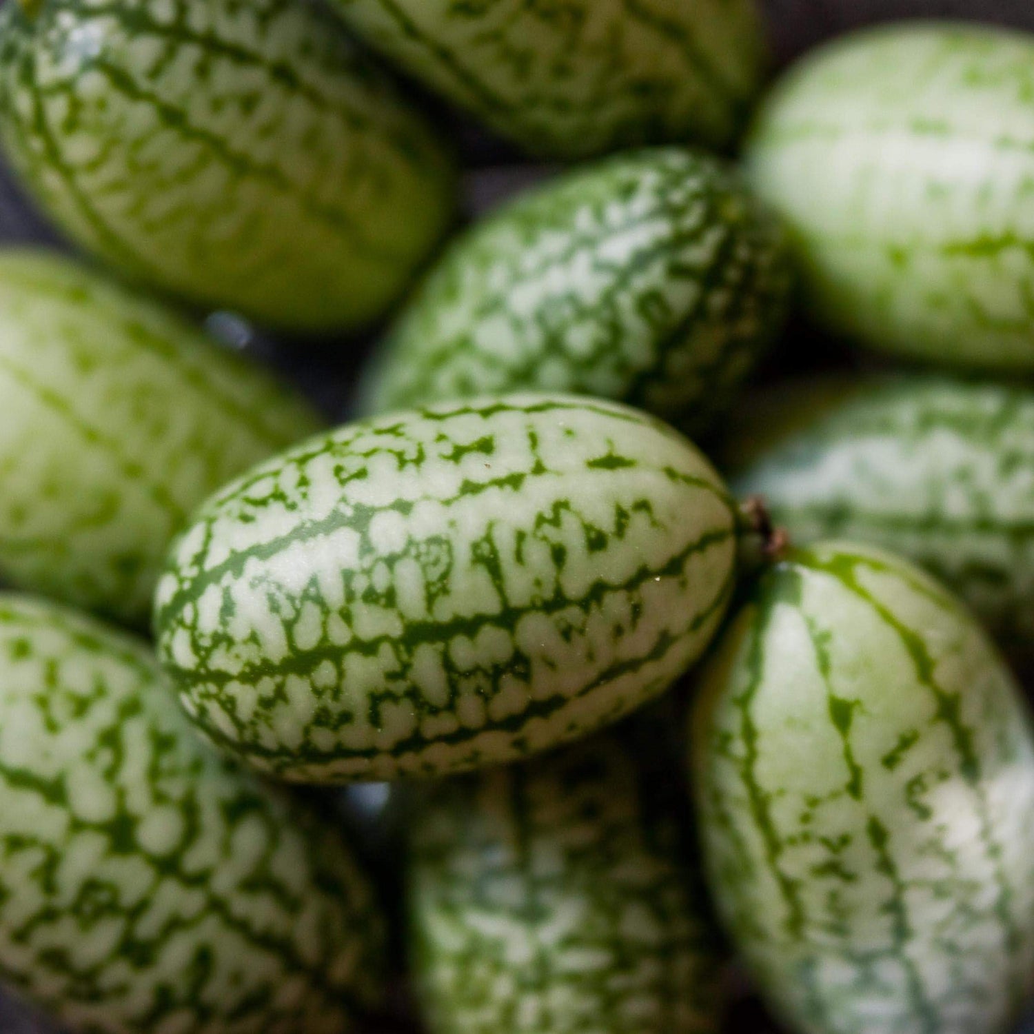 Non-GMO Citrullus lanatus Mini Watermelon seeds