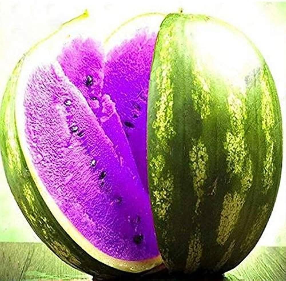Citrullus lanatus Purple Watermelon Seeds Non GMO