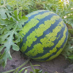 Citrullus lanatus seedlings growing in garden
