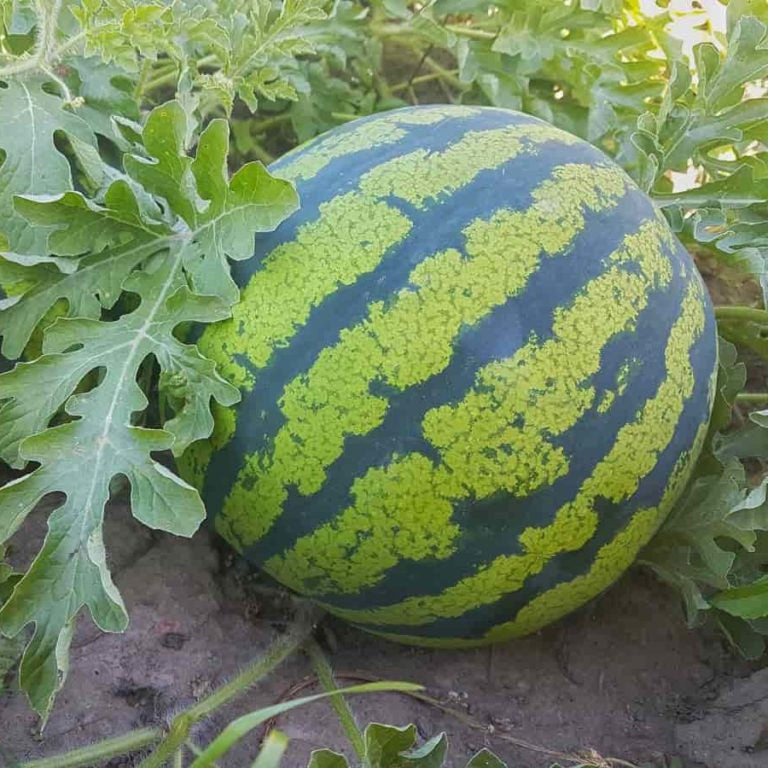 Citrullus lanatus seedlings growing in garden