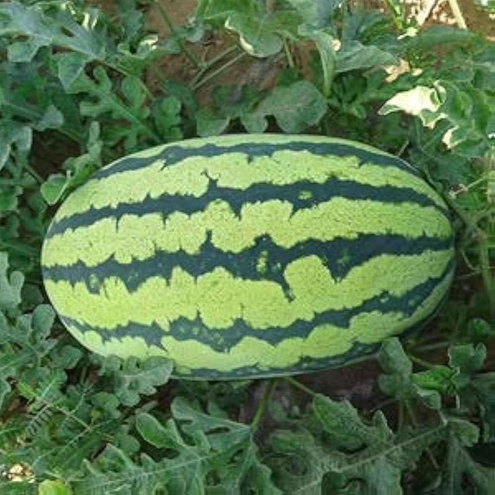 Citrullus lanatus seeds for strong growing watermelon vines