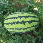 Citrullus lanatus seeds for strong growing watermelon vines