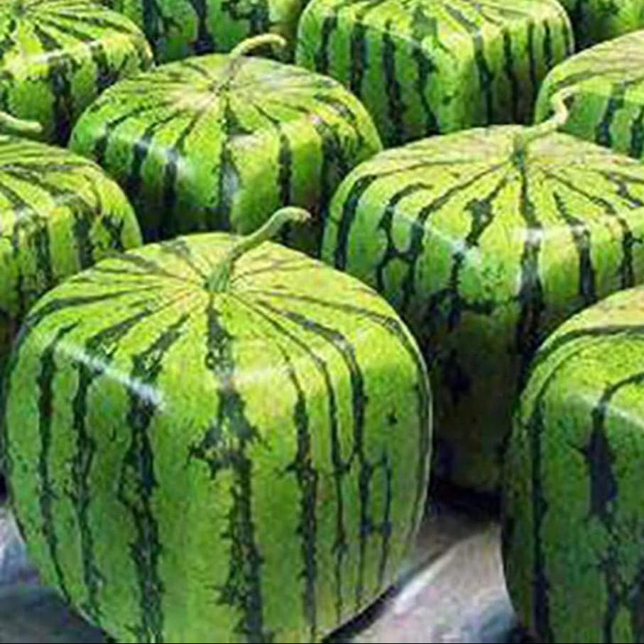 Citrullus Lanatus seeds producing square-shaped fruit with mold