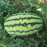 Citrullus Lanatus watermelon beefsteak seeds for planting in gardens