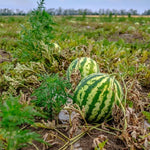 Citrullus lanatus Watermelon Garden Seeds for Home Growing
