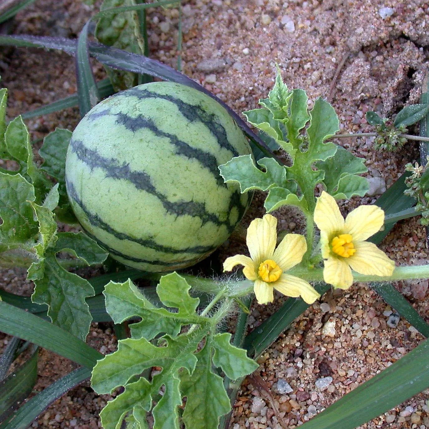 Citrullus lanatus mixed watermelon seeds for home gardening