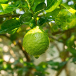 Citrus bergamia plant growing in outdoor garden
