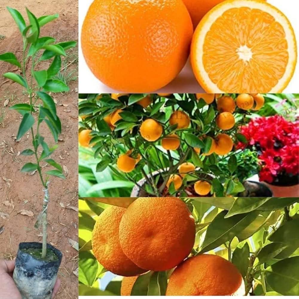 Citrus sinensis bonsai seedlings growing from seeds indoors