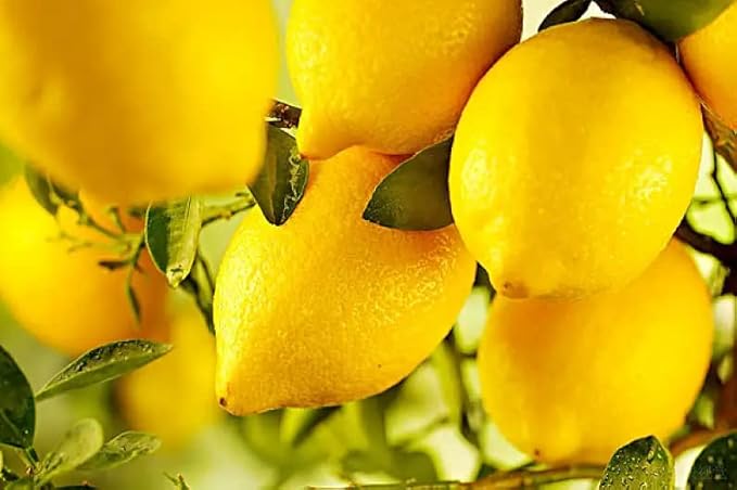 Citrus Citrus Limon Lemon Tree Seeds for Planting – Ideal for Indoor Pots and Small Space Gardening - Dharaseeds