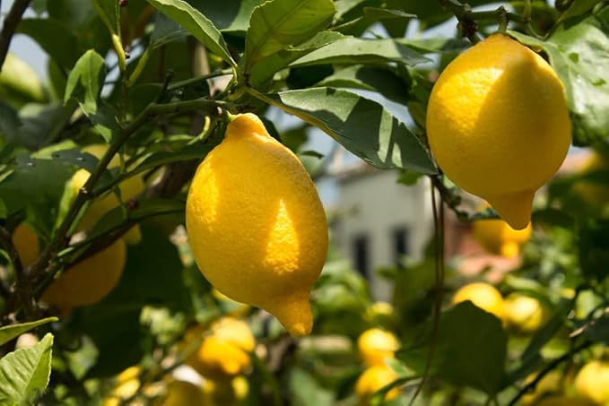 Citrus Citrus Limon Rare Lemon Tree Green Organic Fruit Seeds for Planting – Ideal for Indoor Pots and Home Gardens - Dharaseeds