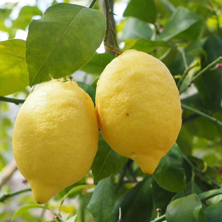 Citrus Genoa lemon seeds for home garden growing